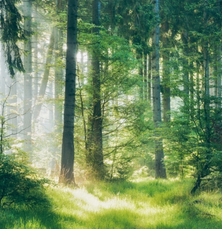 持続的に「美」を楽しめる地球環境へ